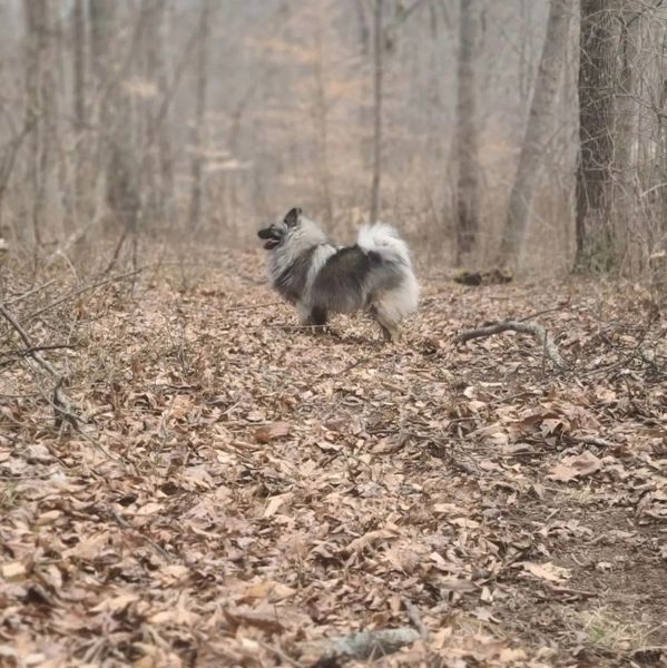 Fluffy dog standing on a leaf-covered forest trail in autumn.