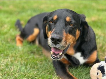 Happy black and brown dog lying on grass with a toy.
