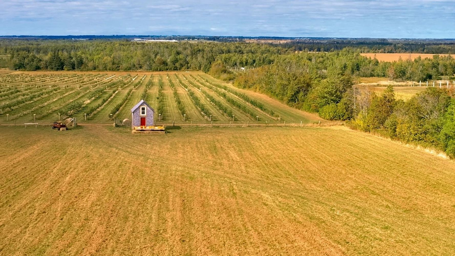 Small purple house with red door in a large farm field with rows of crops and a tractor.