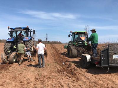 Farmers planting tree saplings with tractors on a sunny day.