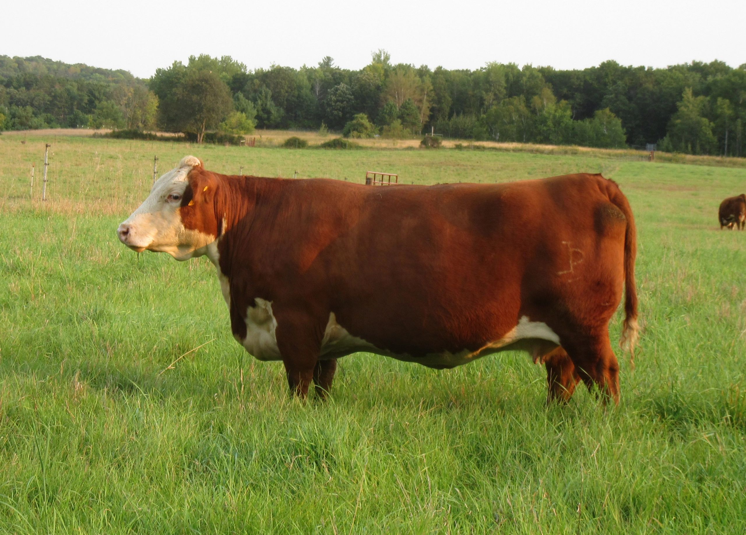 Brown and white cow grazing in a green field.