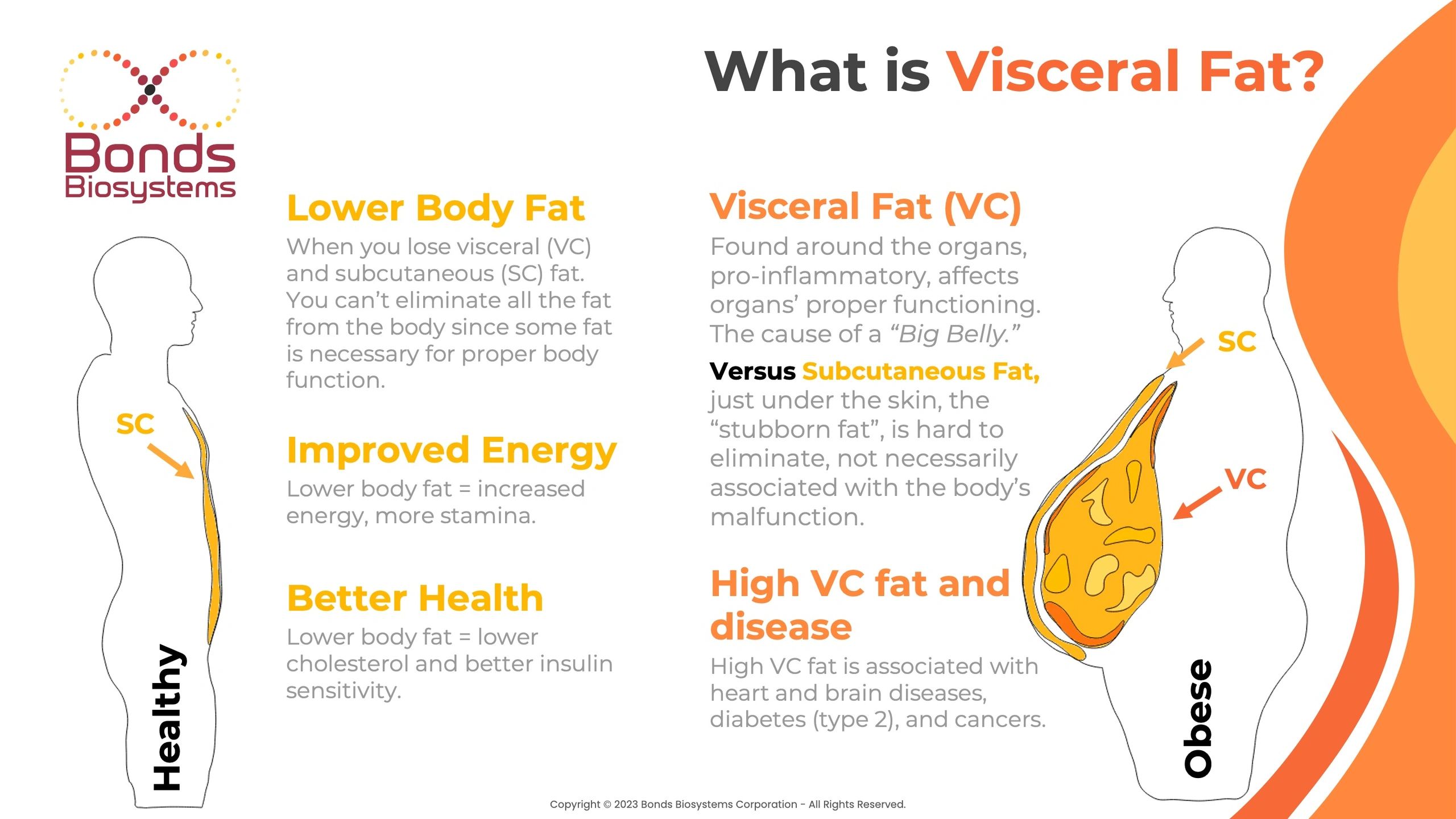 Did you know? Visceral Fat