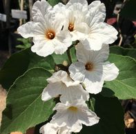 Árbol Nativo. Anacahuita