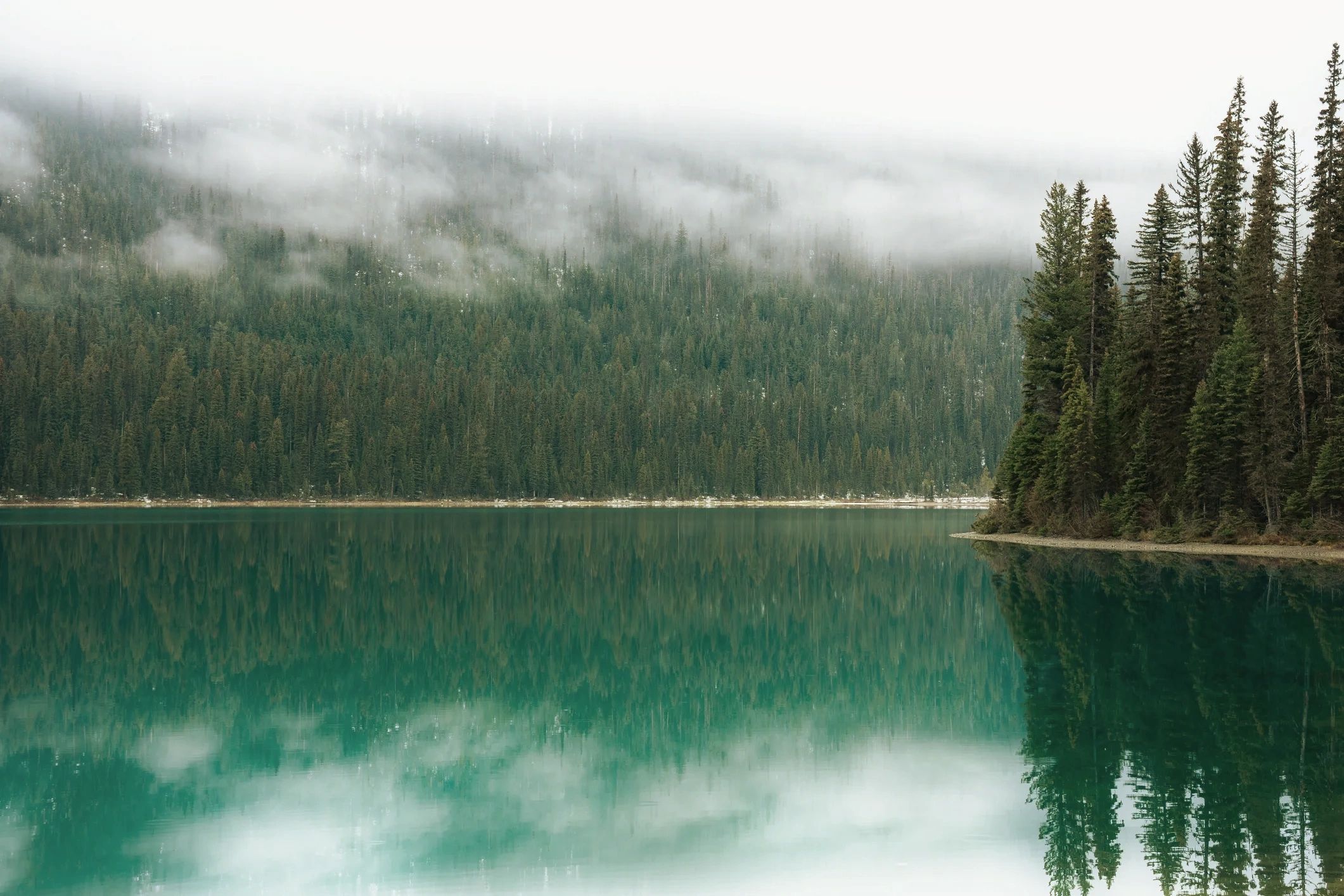 Misty evergreen forest reflected in a calm mountain lake.