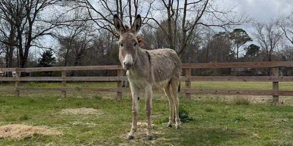 Meet Merle - our latest rescue