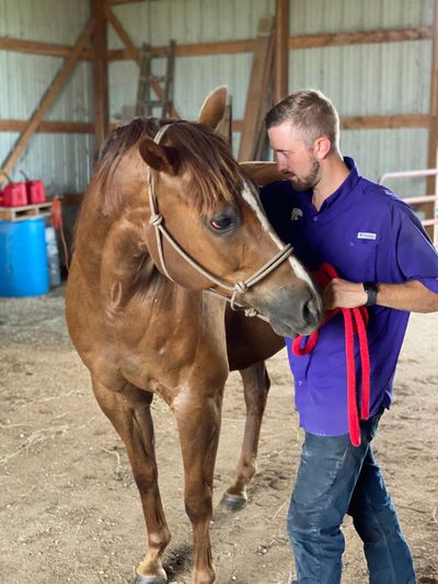 Large Animal chiropractor horse chiropractor near me certified animal chiropractor