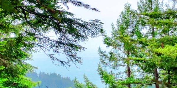 Lush green forest with a distant mountain view.