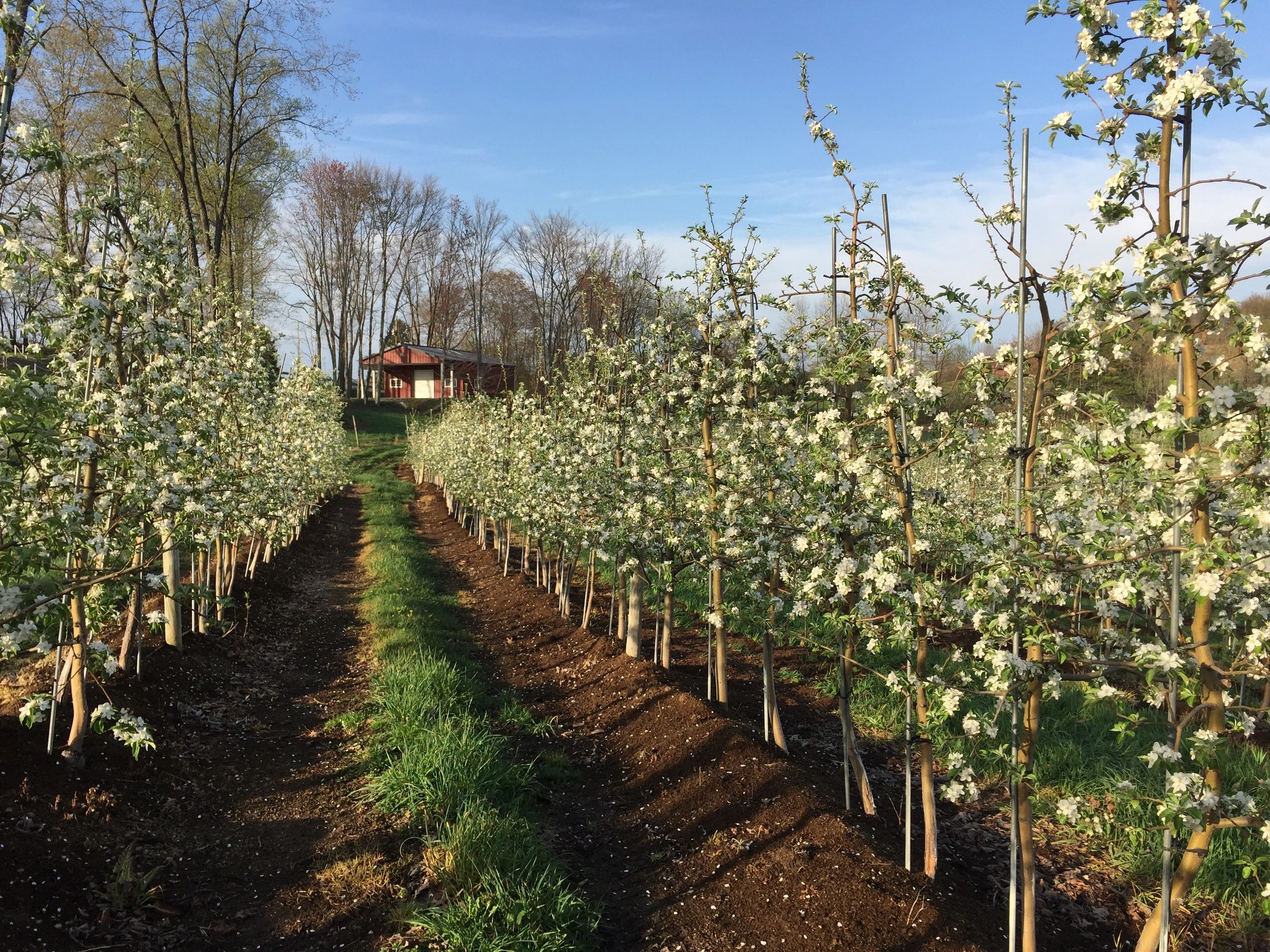 STEFFENINO ORCHARD in HOMER CITY