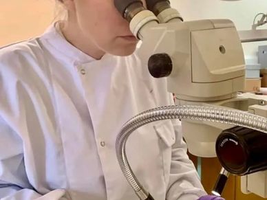 Scientist examining samples under a microscope.