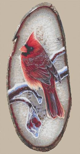 Winter Cardinal © Cliff Rossberg
