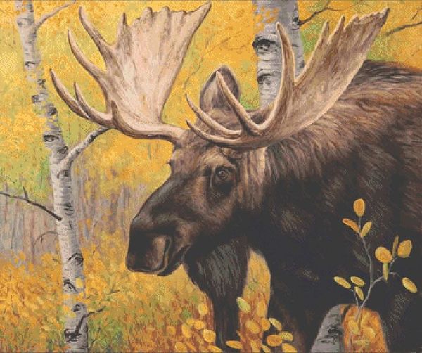 Aspen King © Cliff Rossberg