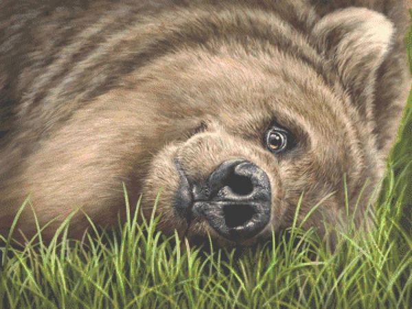 Grizzly on Grass © Patrick LaMontagne