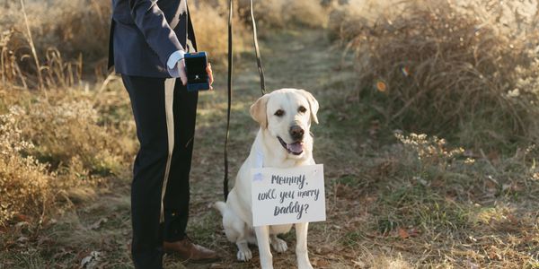 Dog proposal help