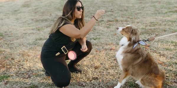 Pet handler Raleigh 