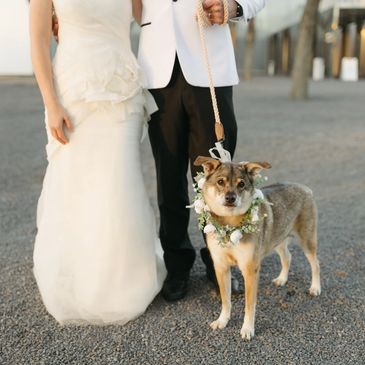 Dog wedding furry friend