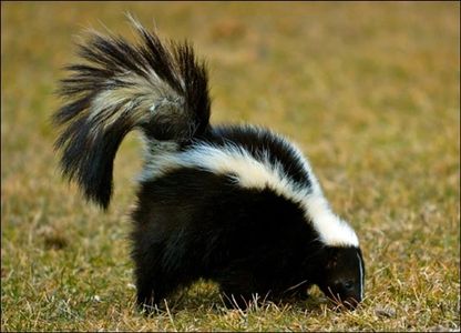 Wisconsin Skunks