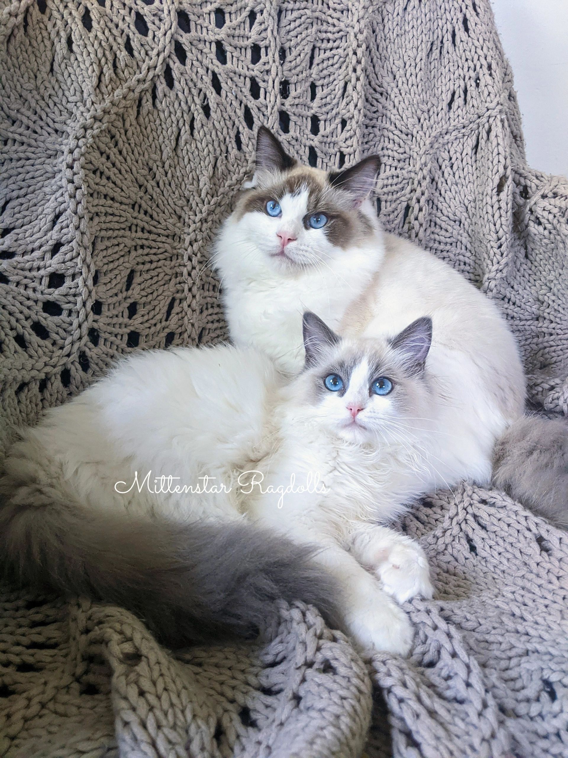 Mittenstar Ragdolls - Ragdoll Kittens, Bicolor Ragdoll Cats