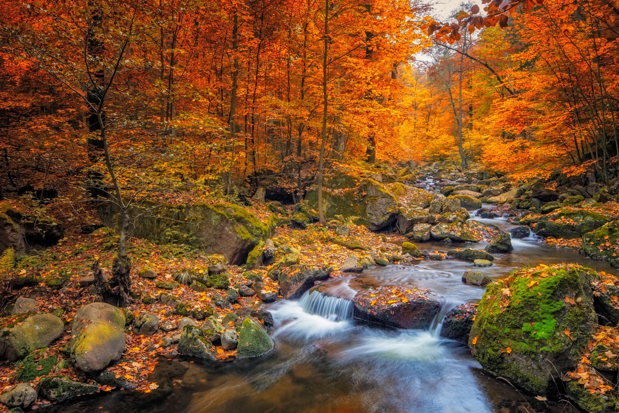 Leaves Dancing on a Calm Stream