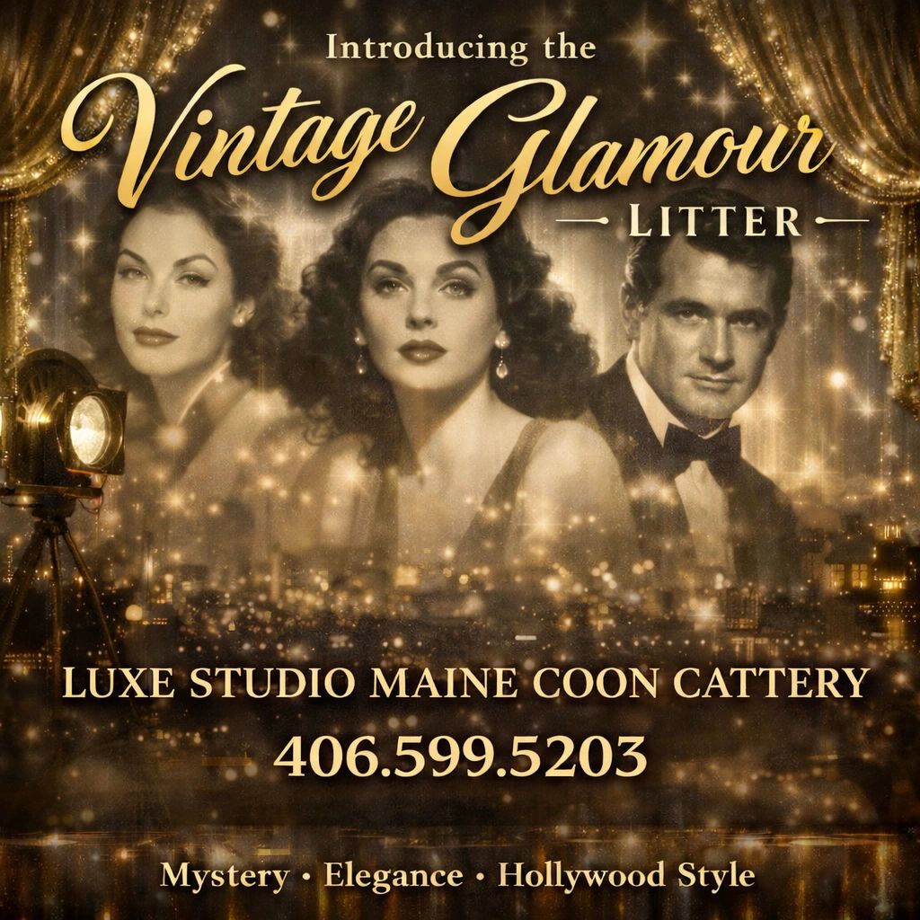 ✨ Lights, Camera… Luxury. ✨

Luxe Studio Maine Coon Cattery is proud to introduce our newest arrival