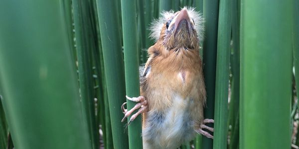 A small brown rodent resting on green leaves.