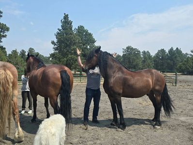 Person interacting with horses outdoors.