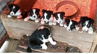 Texas Border Collie Puppies For Sale Texas Border Collies For Sale