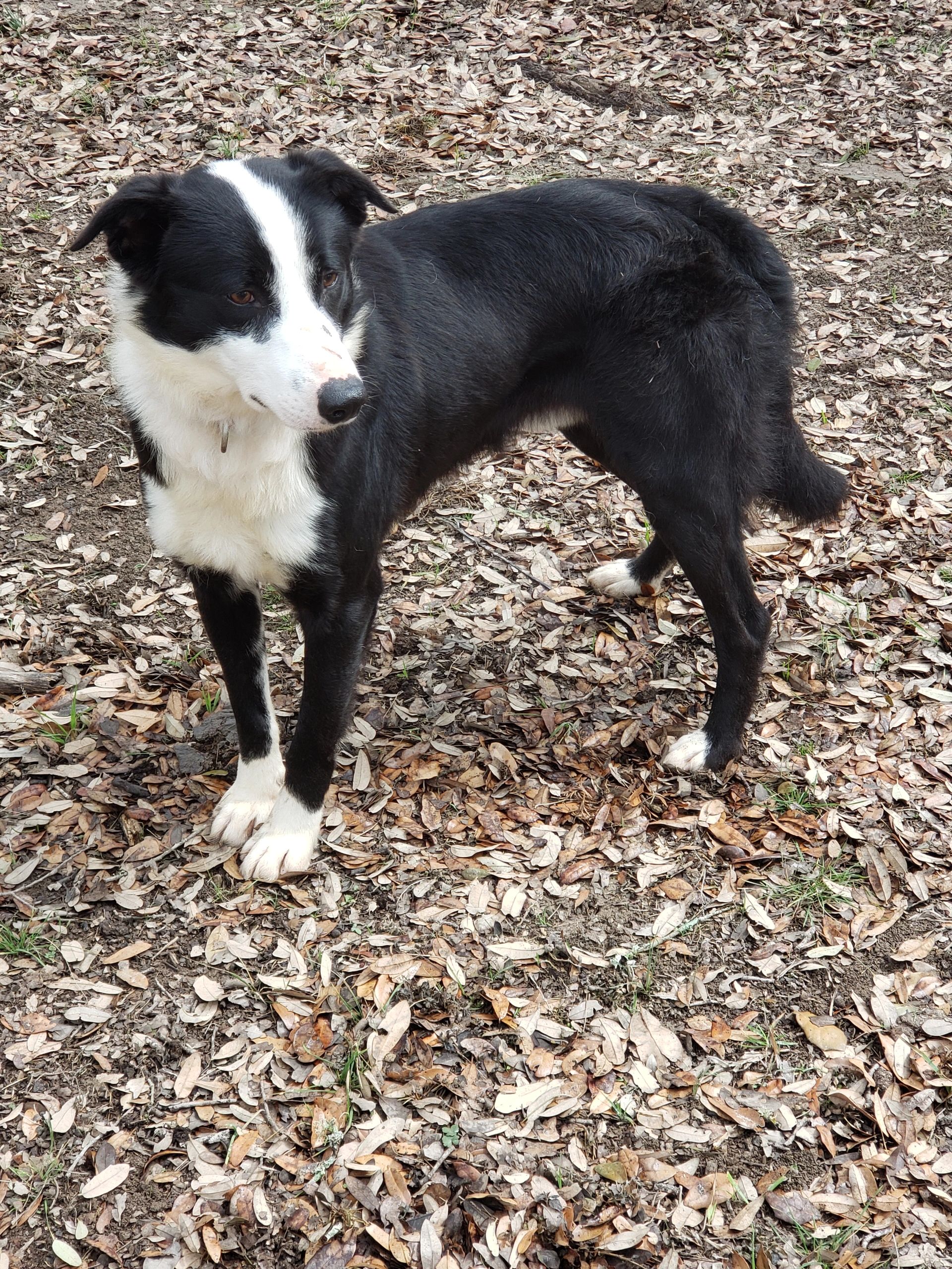 Texas Border Collie Puppies for Sale Texas Border Collies for Sale