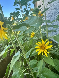Karsyn's Blossom nursery & Farm