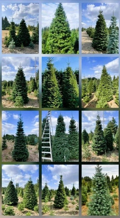 Little Z Christmas Tree Farm
