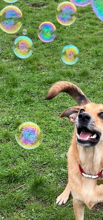 One of Anna's Doggy Daycare dogs having fun in the field with bubbles!