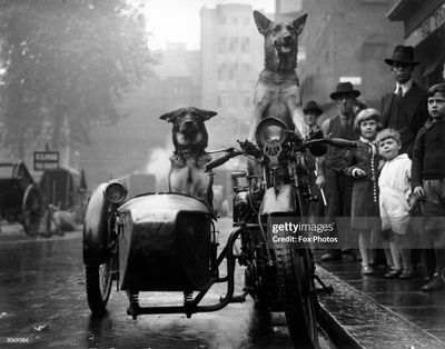 Loyal black Czech Shepherd with pointed ears and confident stance.

