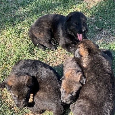 Majestic black Majestic black