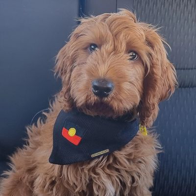 Benny the Therapy Dog