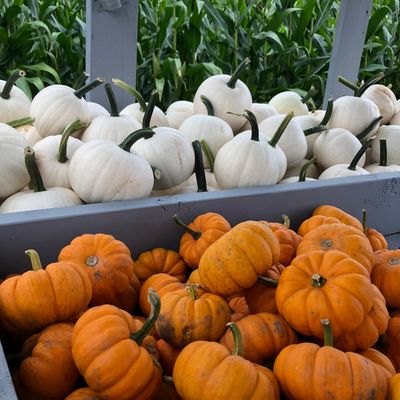 Bins of white and orange pumpkins.