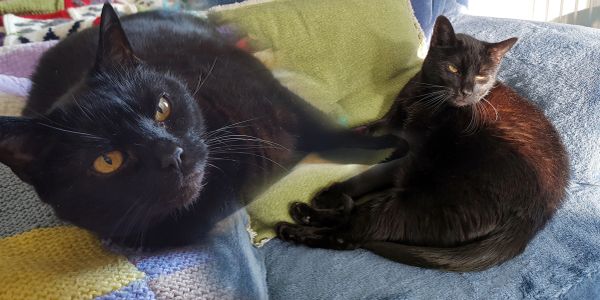Two black cats relaxing on a couch with a green pillow.
