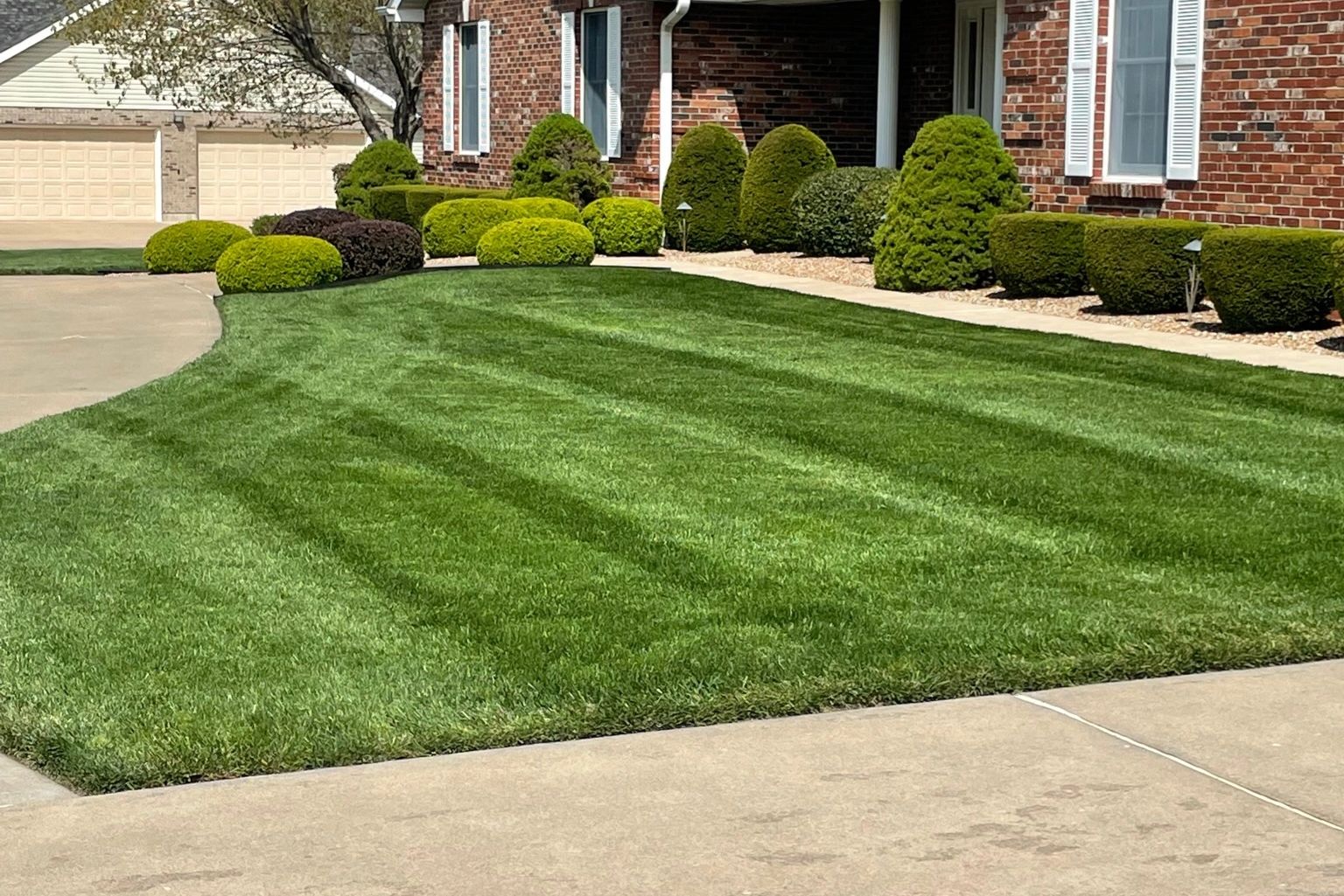 Fertilized lawn