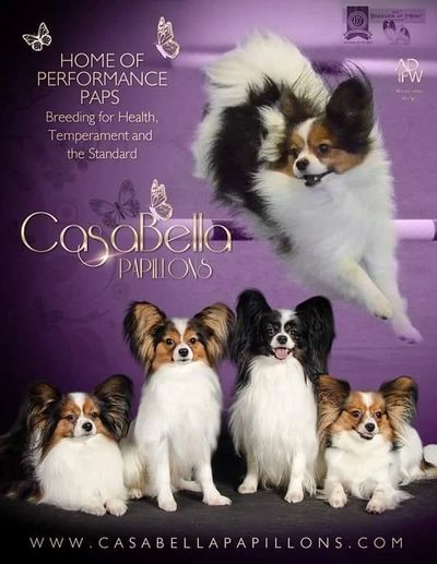 club-papillon様　12月 PlayTyme Papillons - AKC breeder of Merit - Show News