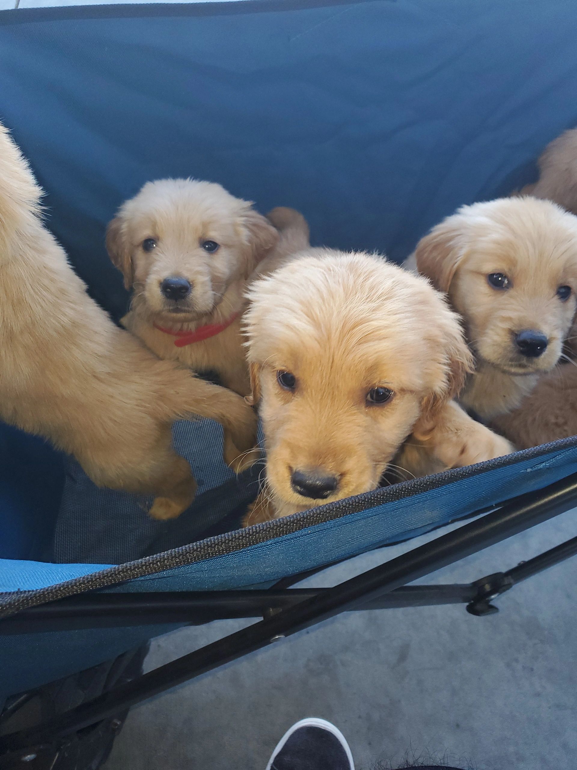 Golden retriever cheap puppies inland empire