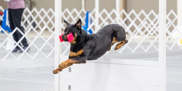Ava Grad Novice Rottweiler National Estes Park Colorado 2024
