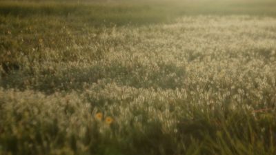Soft sunlight bathes a field of delicate white wildflowers and green grass.