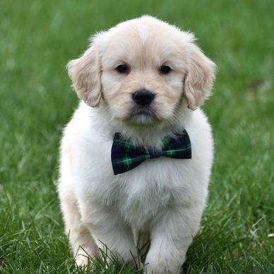 Adorable golden retriever puppy wearing a plaid bow tie outdoors.