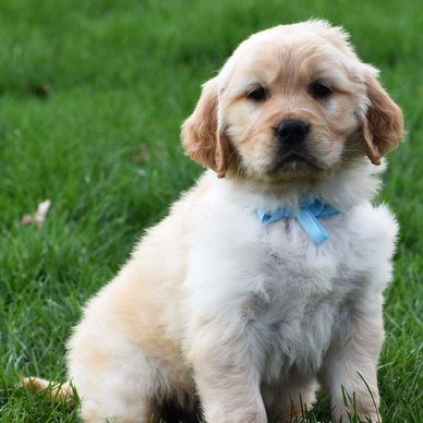 Fluffy golden retriever puppy with a blue ribbon sitting on green grass.