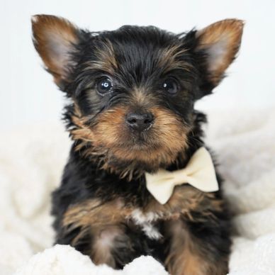Adorable Yorkshire Terrier puppy with a white bow tie.