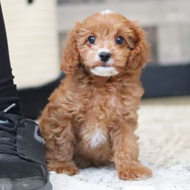 Cute curly-haired puppy sitting next to a shoe indoors.