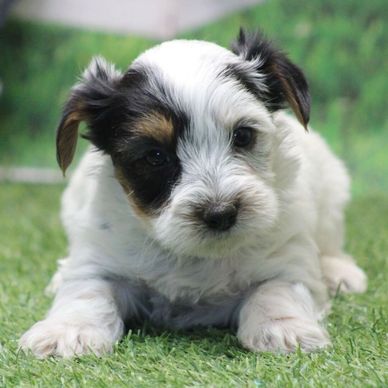 Adorable small white puppy with black and brown patches lying on grass.