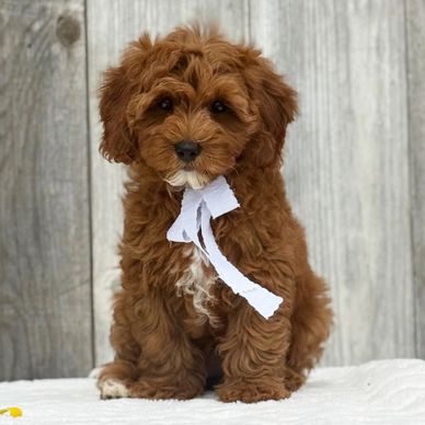 Adorable fluffy brown puppy with a white ribbon sits against a wooden backdrop.