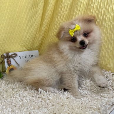 Fluffy puppy with a yellow bow sitting on a soft rug.