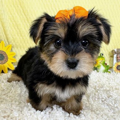 Adorable small puppy with a tiny orange bow on its head.