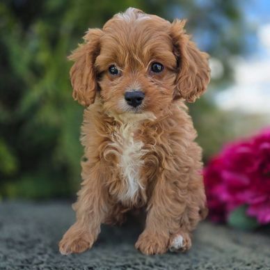 Adorable small brown puppy with curly fur sitting outdoors.