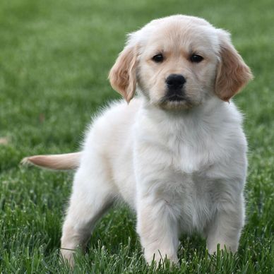 A fluffy golden retriever puppy standing on green grass.